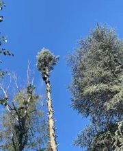 Espace Vert Mc image 5