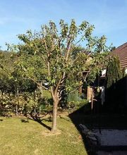 Baron Frederic image 7