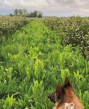 Biohof Beckerwerth Bild 8