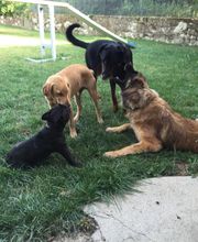 PATTE Z' EN CINQ - AURORE DI FELICE image 8