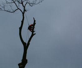 L'Arbre Corrézien image 3