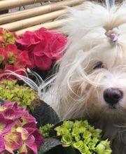 t & t André Tanner Bild 1