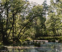 Der FriedWald Bremer Schweiz ist ein idyllischer Ort des Erinnerns und Gedenkens.