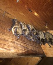 Critter Control of Central Missouri image 4