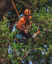 L'Arbre De Vie image 3