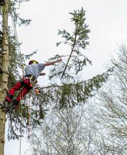 Au Respect De L'arbre image 1