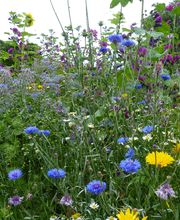 Garten- und Landschaftsbau - Baumdienst Westermann & Söhne GbR Bild 1