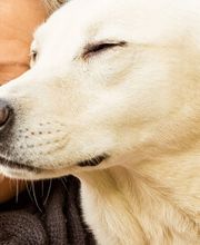 Tierarztpraxis Dr. Schüddemage & Urlbauer GmbH Bild 1