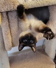 The Country Inn For Cats image 4