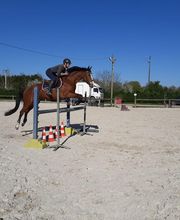 Centre Equestre les Petites Rivières image 4
