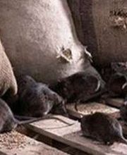 eliminacion-ratas-y-ratones.jpg