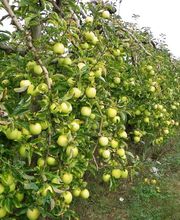 S . N Les Vergers De Muant SARL image 8