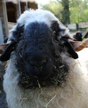 Lippold Stiftung Bild 5