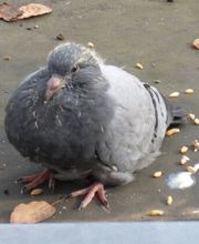 Taubenschutz & Consulting Bild 10