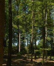 FriedWald Michelstadt im Odenwald Bild 2