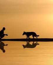 Dog's alpha Concept image 1