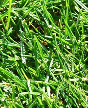 Matter Garten AG Bild 13