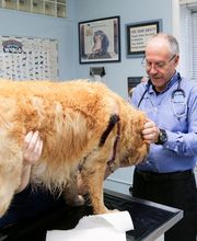 Rye Harrison Veterinary Hospital image 9