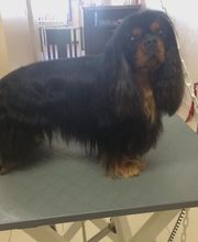 Esprit Canin image 3