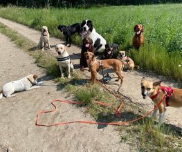 Doglife Bild 4