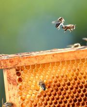 MIEL Y SOLO MIEL imagen 3