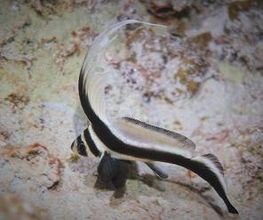Jaguar Divers - Dive Shop in Playa del Carmen imagen 9
