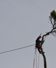 Arbre Oxygène SAS image 8