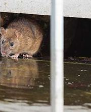 Lloyd Pest & Termite Control image 13