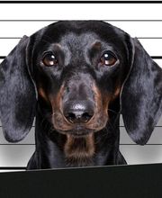 BAD DOG Hundeschule für Problemhunde Bild 6