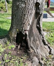 Henzelmann's Baumpflege AG Bild 4