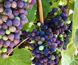UVAS.PNG
