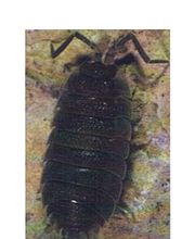 Desinfexion Service Sàrl Bild 9