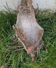 Stopfrelons60 image 3