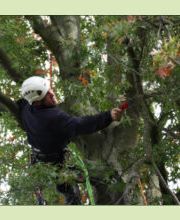 Fr. Oberurseler Forstdienstleistungen e. K. Bild 2