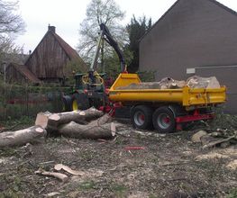 Vellen van een boom in Borne