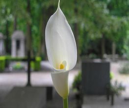 Floranice image 1