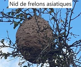 Protec Nuisibles image 11