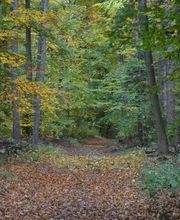 Durch den FriedWald Neuwied-Monrepos führen idyllische Pfade.