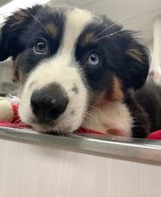 Animal Urgent Care image 7