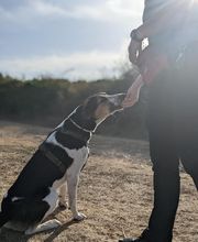 Patte et Museau image 2