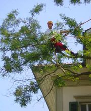 Spycher Baumpflege GmbH Bild 16