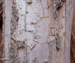 Protection Termite image 15