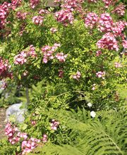 Elztal Gartenbau Bild 41