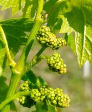 Azienda Agricola Caretto Loris Livio immagine 7