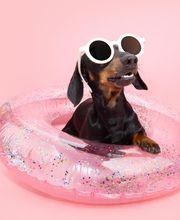 Canine Country Club & Feline Inn image 2