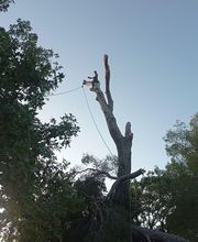 Au Gré Des Arbres image 1