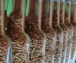 Domschatten Privatbrauerei Bild 1