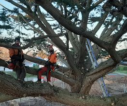 Arbres-Eco image 8