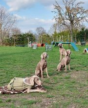 Hundeschule Komm Bild 3