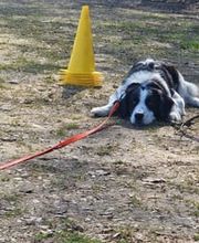Sitz Platz Komm Hundeschule Marion Hans Bild 2